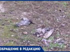 Растерзанные трупы голубей и бездомные собаки “украшают” таганрогскую окраину