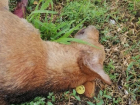 В Таганроге очередное жуткое убийство животного - собаку нашли со вспоротым животом