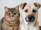 Собаки — как дети, кошки — как кошки: наука наконец-то доказала то, что мы и так знали 