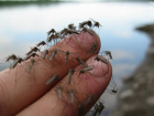 В Таганроге обнаружено логово опасных  комаров,  инфицированных лихорадкой Западного Нила