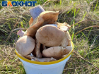 Таганрожцев предупреждают об опасностях отравлений грибами 