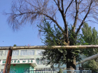 «Нам чего ждать, жертв?»: старое дерево угрожает жизни людей в Таганроге