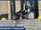«Ни зайти, ни выйти», - собаки продолжают оккупировать Таганрог