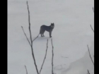 Пса, бегущего краем моря, жители Таганрога приняли за волка 