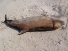 На берегу Таганрогского залива ученые обнаружили  черноморского дельфина 
