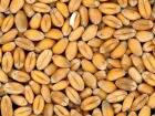 Пшеницу без документов не пустили в порт Таганрога
