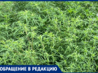 Аллергики Таганрога вновь страдают, ведь в городе цветет амброзия 