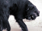  В Таганроге женщину покусала до полусмерти бродячая собака 