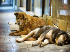 Собаки Таганрога могут спать спокойно