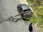 В Таганроге из-за шквалистого ветра на иномарку упало дерево