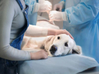 В Таганроге проведут очередной день льготной стерилизации животных