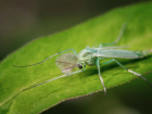 Полчища зеленых комаров пугают и  держат в страхе  жителей Таганрога