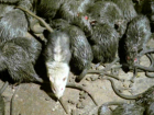 Таганрожцев предупреждают о грядущем нашествии мышей и крыс