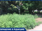 Цветёт и колосится: амброзию в Таганроге никто не косит