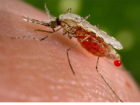 Роспотребнадзор призывает таганрожцев остерегаться комаров 
