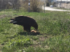 Гордый орел прилетел в Таганрог, чтобы полакомиться курочкой