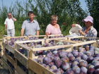 Таганрогские садоводы могут получить государственную поддержку 