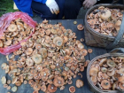 Осторожно грибы: в РО увеличилось количество случаев отравления дикорастущими грибами