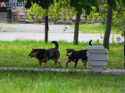 Почти 1/10 бездомных собак стерилизовали за год в Таганроге