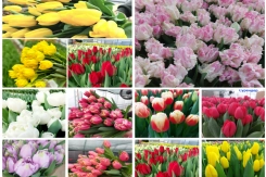 Весна в коробке: тюльпаны оптом от 80 рублей за штуку