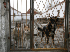 700 тысяч на бездомных собак: МКУ «Благоустройство» отчиталось за потраченные деньги