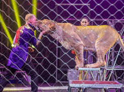 Только до 5 ноября – удивительное шоу династии Довгалюк