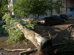 Упавший тополь забаррикадировал выезд из двора многоэтажки в Таганроге