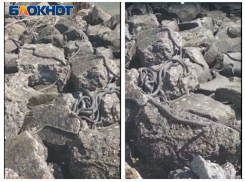 Разгул рептилий на Пушкинской набережной Таганрога