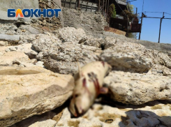 Погибшую азовку увидели туристы на берегу Таганрогского залива