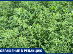 Поля амброзии добрались и до Северного района Таганрога 