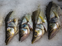 Азербайджанцы отведают вкусной рыбки из Таганрога