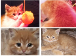 Кот Персик, недавно нашедший дом, ищет хозяина для братика