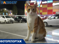 Усы, лапы и хвост: пушистая элита Таганрога в объективе фотографа