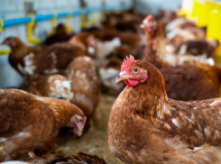 По Ростовской области гуляет птичий грипп