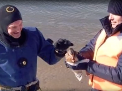 Мимимишность от суровых мужчин – водолаз-спасатель из Неклиновского района освободил уточку