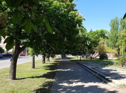 Каштаны Таганрога поставили на четвереньки жителей города