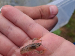 Таганрожцы получат шанс увидеть на своем столе австралийских раков и креветок