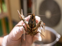 Берегите раков: Минприроды предупреждает о сокращении промыслов главного донского деликатеса