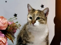 Таганрожец просит помочь найти его кошку: она пропала на Русском поле