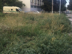 Центральная гостиница Таганрога соседствует с зарослями травы