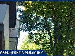 «Летающие» деревья продолжают путешествовать по Таганрогу