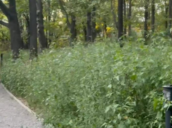 В городе потребовали ускорить покос сорной растительности: подрядчику поставили жесткий срок