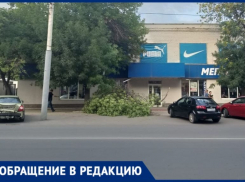 В Таганроге тяжелая ветвь дерева упала на место, где люди ждут маршрутку