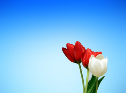 Редакция «Блокнот Таганрог» поздравляет женщин с 8 марта