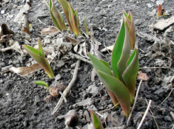 В Таганроге расцвели тюльпаны