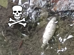 Чиновники замалчивают кризис малой городской реки в Таганроге