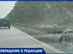 Овцы-камикадзе грозят устроить ДТП на Мариупольском шоссе под Таганрогом