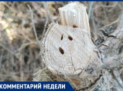 Глава администрации Таганрога прокомментировала гибель деревьев на Пушкинской набережной