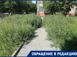 «Восставшие сорняки» - амброзия подбирается к таганрогской школе №35