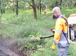 В Таганроге идёт охота на вредных насекомых